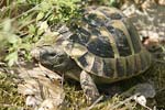 Hermann`s Tortoise   Testudo hermanni